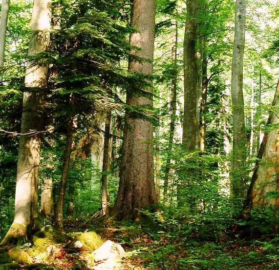Right Next to the - Ancient Virgin Forest